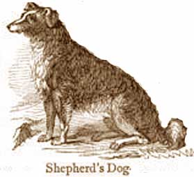 ChambersShepDog.jpg