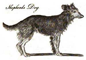 ShepherdDogfromEncycBrit.jpg