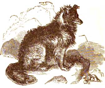 StonehengsShepherdsDog.jpg