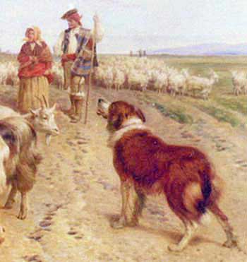 SpanishSheepdogDet.jpg