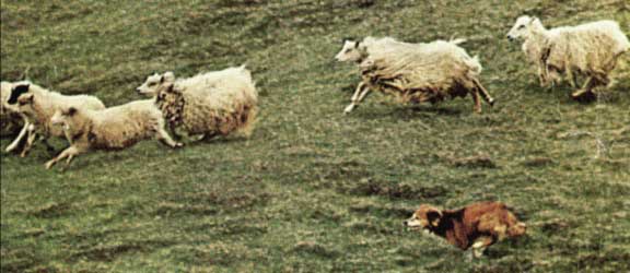 10FaroeSheepdog.jpg