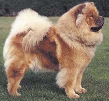 Mo14.chow-chow.jpg