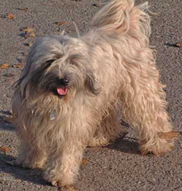 Mo17.Tibet_Terrier.jpg