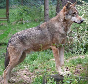 Ru02.-EurasianWolf.jpg