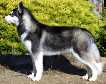 Ru04.SiberianHuskyWikiUtopi.jpg