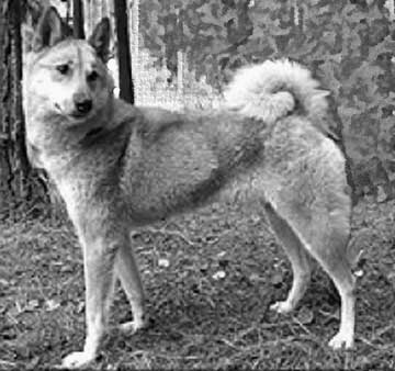 Ru07.WestSiberianLaika.jpg