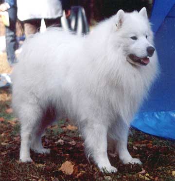 Ru12.SamoyedWikiPleple2000.jpg