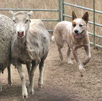 Australian_Cattle_Dog_Herding.jpg
