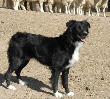 BC Museum: Australian Shepherd