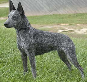 australian cattle dog cross border collie