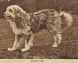 BeardedCollie.jpg