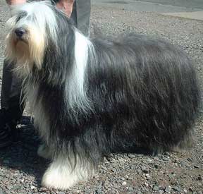 ShowBeardedCollieWiki.jpg