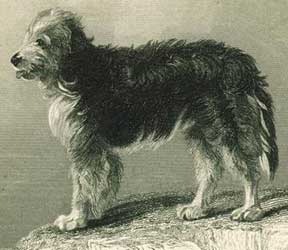bearded1848.jpg