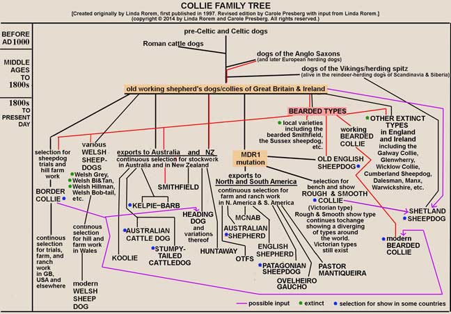 CollieFamilyTree3.jpg