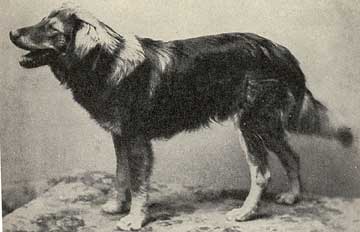 Bal17.Bosnian-HerdsmansDog.jpg