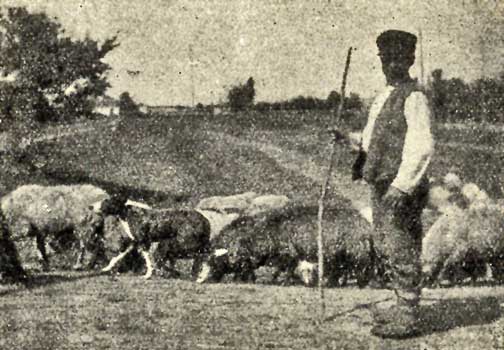 Bal18.SerbianShepherdDog2.jpg