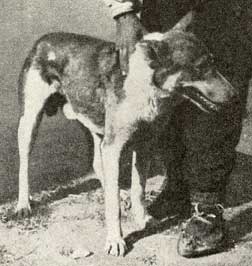 Bal21.BulgarianShepDog.jpg