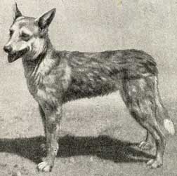 Bal22.MacedonianShepDog.jpg