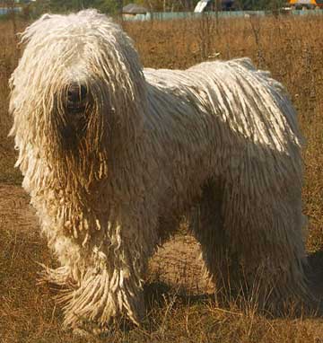 Hu06.Komondor_delvin.jpg