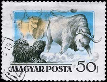 Hu09.Puli.jpg