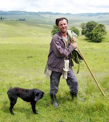 RomanianShepherd_Dog.jpg