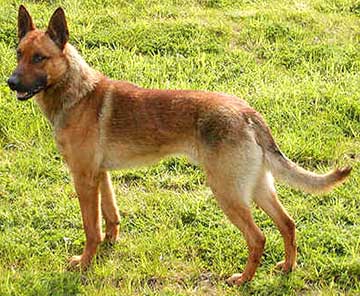 BE19-belgian-malinois-dog-p.jpg