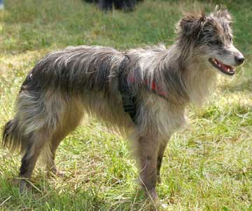 File:Blue Merle Border Collie. Female.jpg - Wikipedia