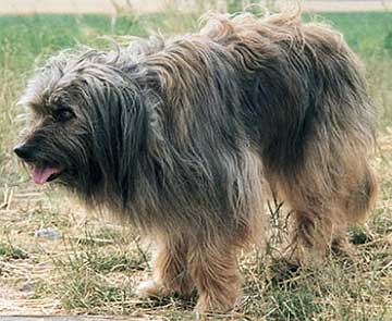 bavarian sheepdog