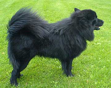 Sc28.-Svensk_lapphund.jpg