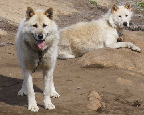 ScGreenlandSled-dogs-chain.jpg