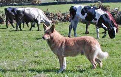 spanish cattle dog