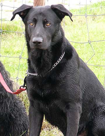 Sp14-MajorcaShepherdWiki.jpg