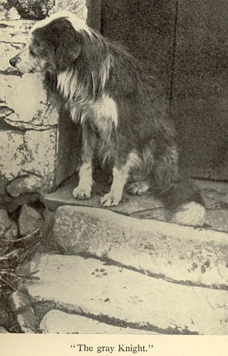 are welsh sheepdog aggressive