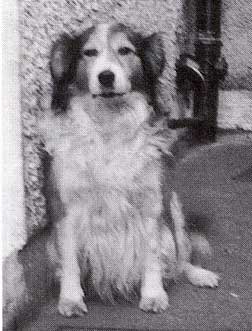 Old welsh shop grey sheepdog