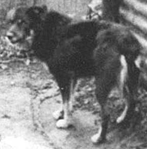 Old welsh shop grey sheepdog