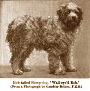 ChambersBobTailSheep-Dog.jpg