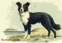 SheltieCigCard1911.jpg