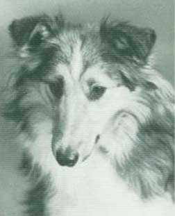 ShetlandSheepdog1935.jpg
