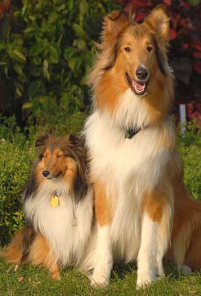 ShetlandSheepdogandRoughCollie.jpg