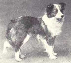 Shetland_Sheepdog_from_1915.jpg