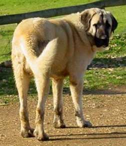 Spanish_Mastiff.jpg