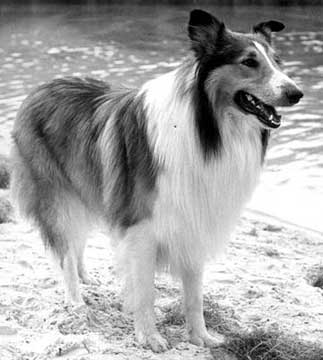 Lassie.jpg