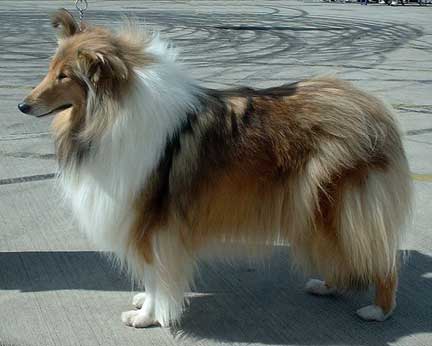 Rough_Collie.jpg