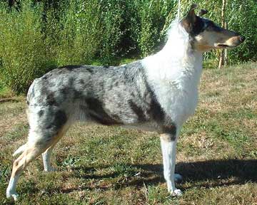 Smooth_Collie.jpg