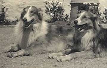 TwoCollieDogs.jpg