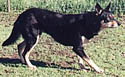 TinyAustralianKelpie.jpg