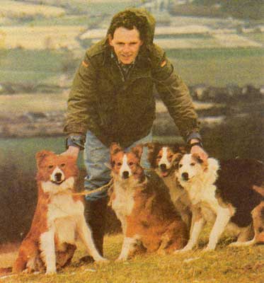 WelshSheepDogs.jpg