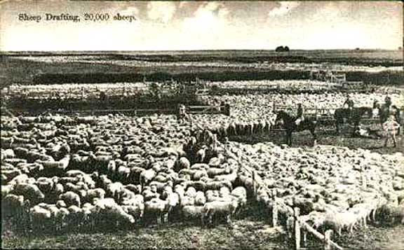 deep_sheep_20_000.jpg