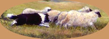 OCollie_working_sheep.jpg