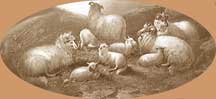 AlfredMorrisSheep1871detail.jpg